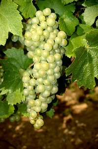 Chardonnay